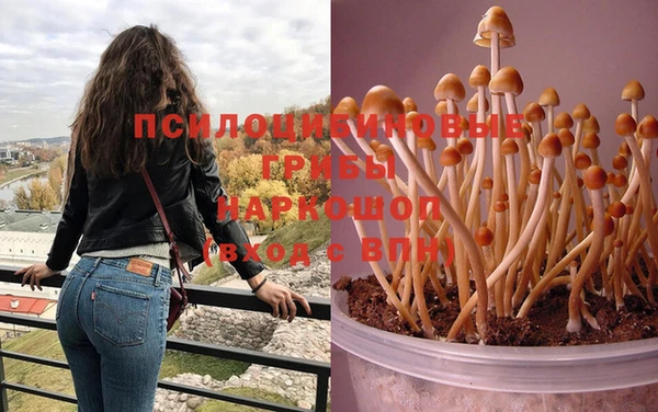 крисы Алзамай